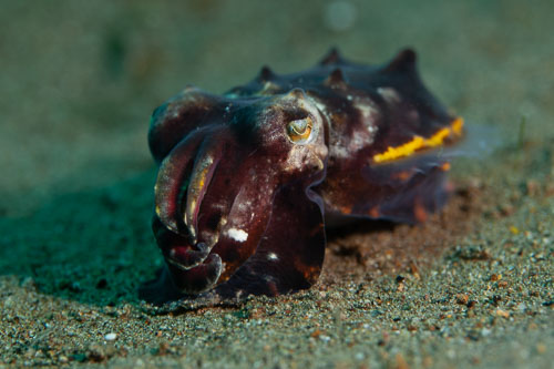BD-200212-Dauin-1963-Metasepia-pferreri-(Hoyle.-1885)---Flamboyant-cuttlefish.jpg