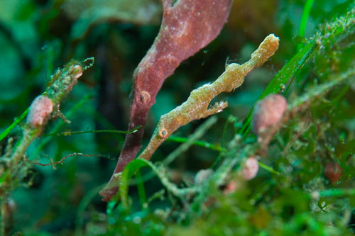 BD-200212-Dauin-1965-Solenostomus-cyanopterus.-Bleeker.-1854---Ghost-pipefish.jpg