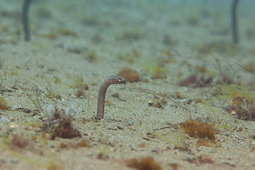 BD-200213-Dauin-2089-Gorgasia-barnesi.-Robison---Lancraft.-1984---Barnes'-garden-eel.jpg