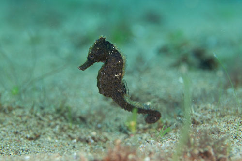 BD-200213-Dauin-2187-Hippocampus-kuda.-Bleeker.-1852---Spotted-seahorse.-Gul-sjöhäst.jpg