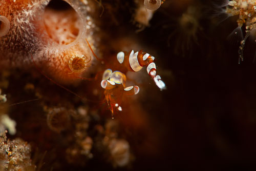 BD-200215-Dauin-2534-Thor-amboinensis-(de-Man.-1888)---Sqat-anemone-shrimp.jpg