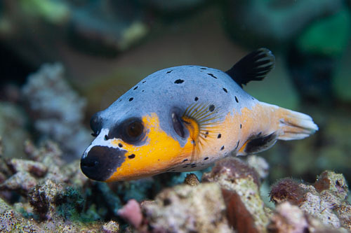 BD-200216-Apo-2625-Arothron-nigropunctatus-(Bloch---Schneider.-1801)---Blackspotted-puffer.jpg