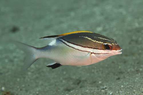 BD-200218-Dauin-2702-Scolopsis-bilineata-(Bloch.-1793)---Two-lined-monocle-bream.jpg