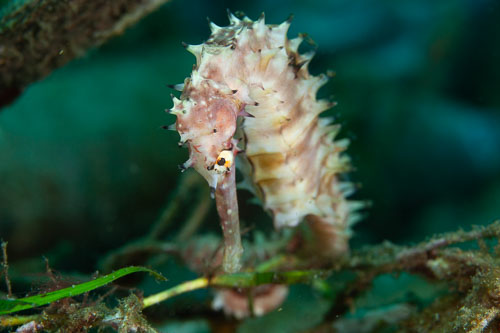 BD-200218-Dauin-2781-Hippocampus-histrix.-Kaup.-1856---Thorny-seahorse.jpg