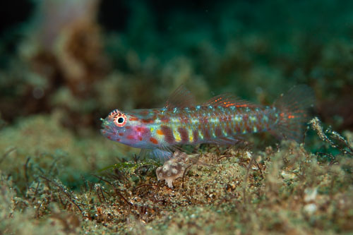 BD-200219-Dauin-2876-Eviota-melasma.-Lachner---Karnella.-1980.-Headspot-dwarfgoby.jpg
