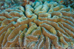BD-101208-Cozumel-2830-Meandrina-meandrites-(Linnaeus.-1758).jpg