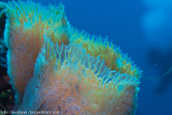 BD-101208-Cozumel-2838-Coral.jpg