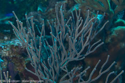 BD-101208-Cozumel-2852-Coral.jpg